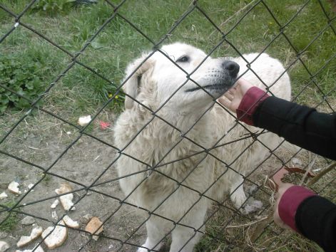 kuvasz.jpg